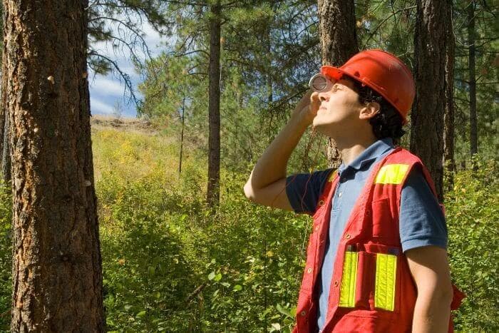 foto di valutazione stabilità degli alberi