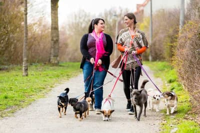 Foto di corso dog sitter